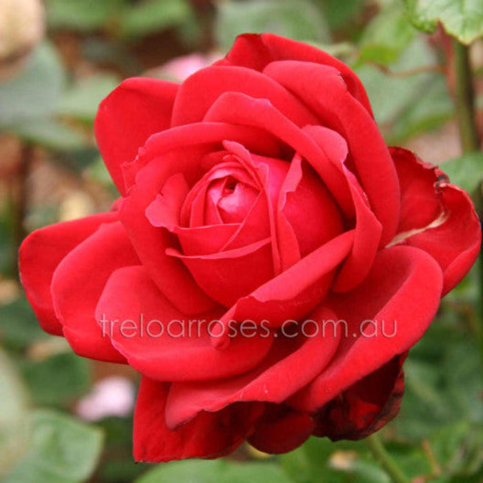 Close-up of a red rose with green leaves in the background