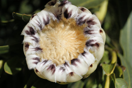 Close-up of a protea flower bud with a textured center and white petals with brown spots.