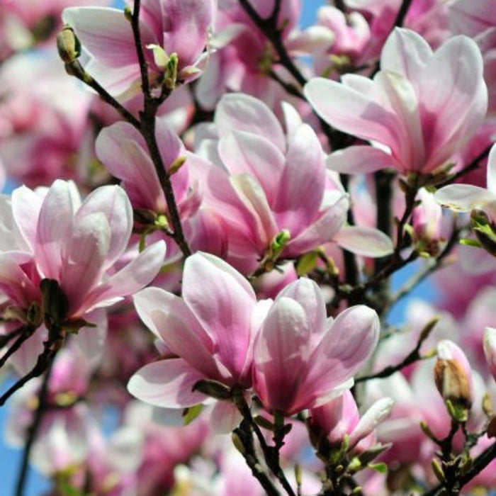 Close-up of pink and white flowers with a blue sky background