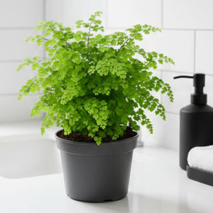 Potted green plant on a light surface with a white background