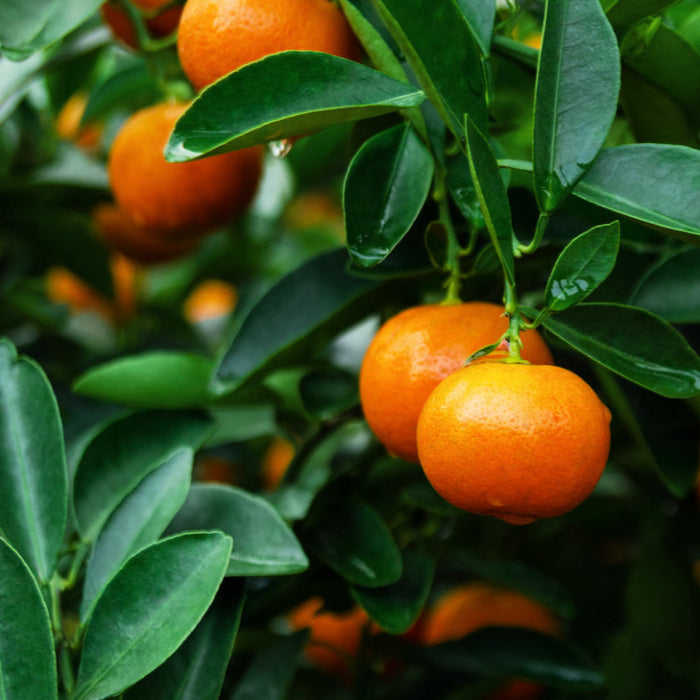 MANDARIN JAPANESE SEEDLESS 165MM