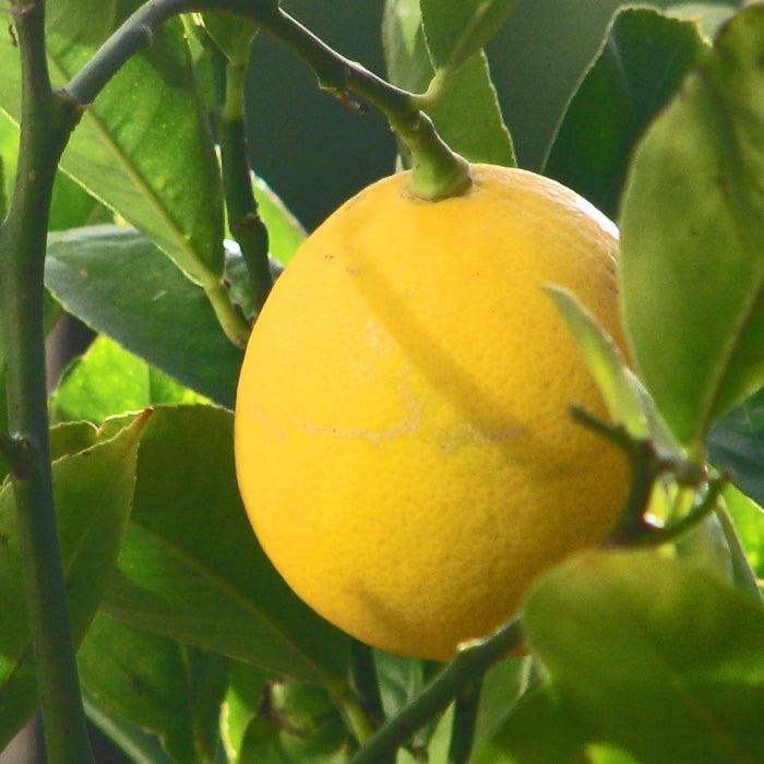 LEMON MEYER 165MM