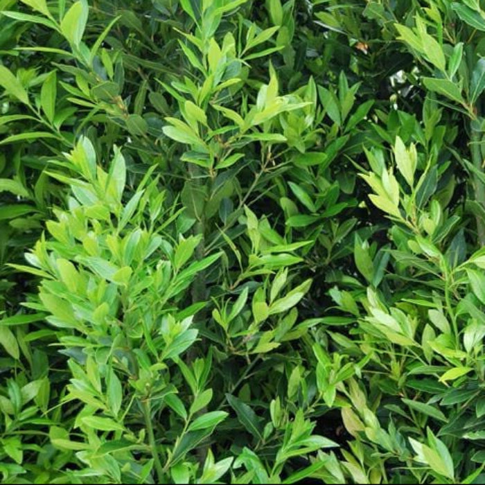Close-up of a dense green bush with leaves