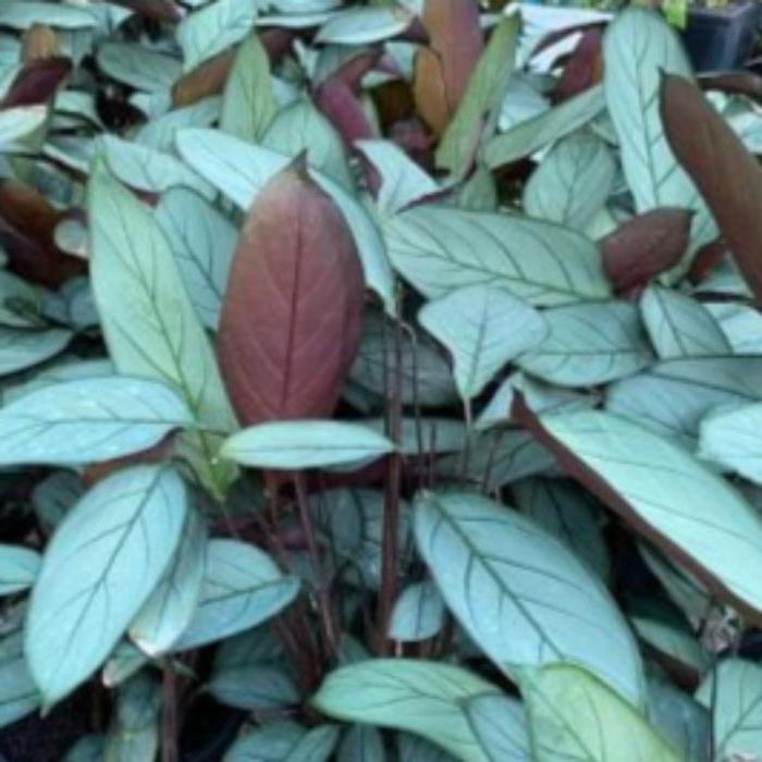 CTENANTHE GREY STAR 130MM