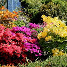Colorful flowers in a garden setting with trees and plants in the background