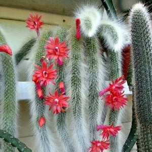 MONKEY TAIL CACTUS 7cm