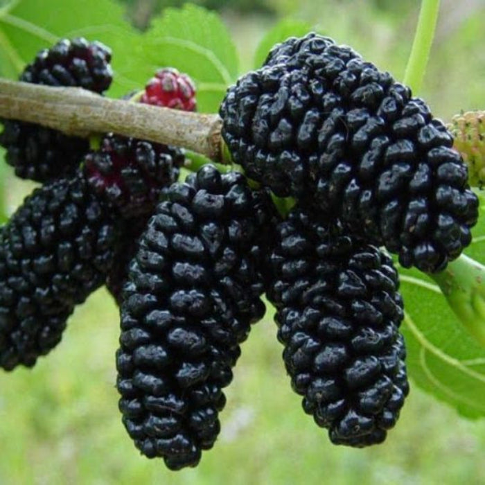 Close-up of black mulberries on a branch with green leaves.