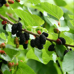 Mulberries on a branch with green leaves