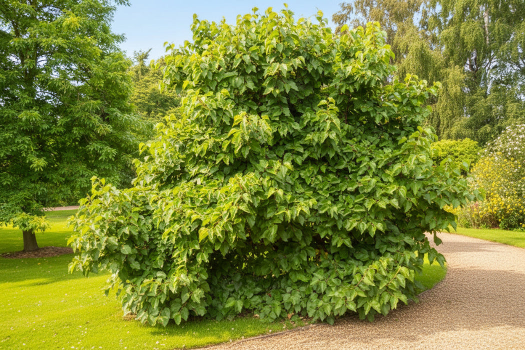 Large green bush in a garden setting with trees in the background