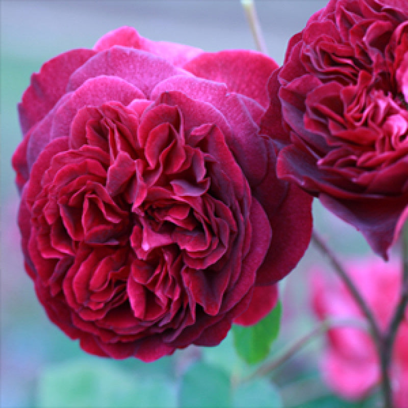 PRE ORDER - MUNSTEAD WOOD DA - Bare Rooted