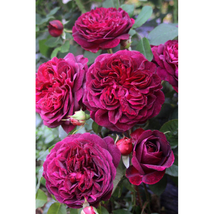 roses on bush