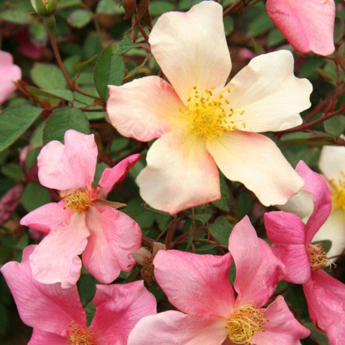 Close-up of pink and white flowers with green leaves