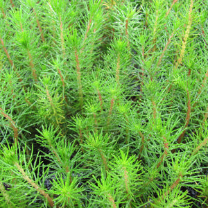Close-up of a green plant with thin stems and leaves