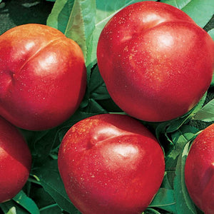 Close-up of red apples with green leaves
