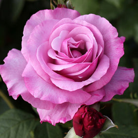 Close-up of a pink rose with a green background