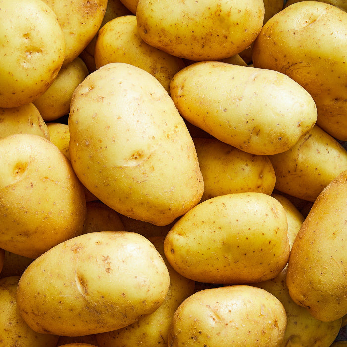 SEED POTATO NICOLA 2KG