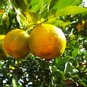 Oranges hanging from a tree with green leaves