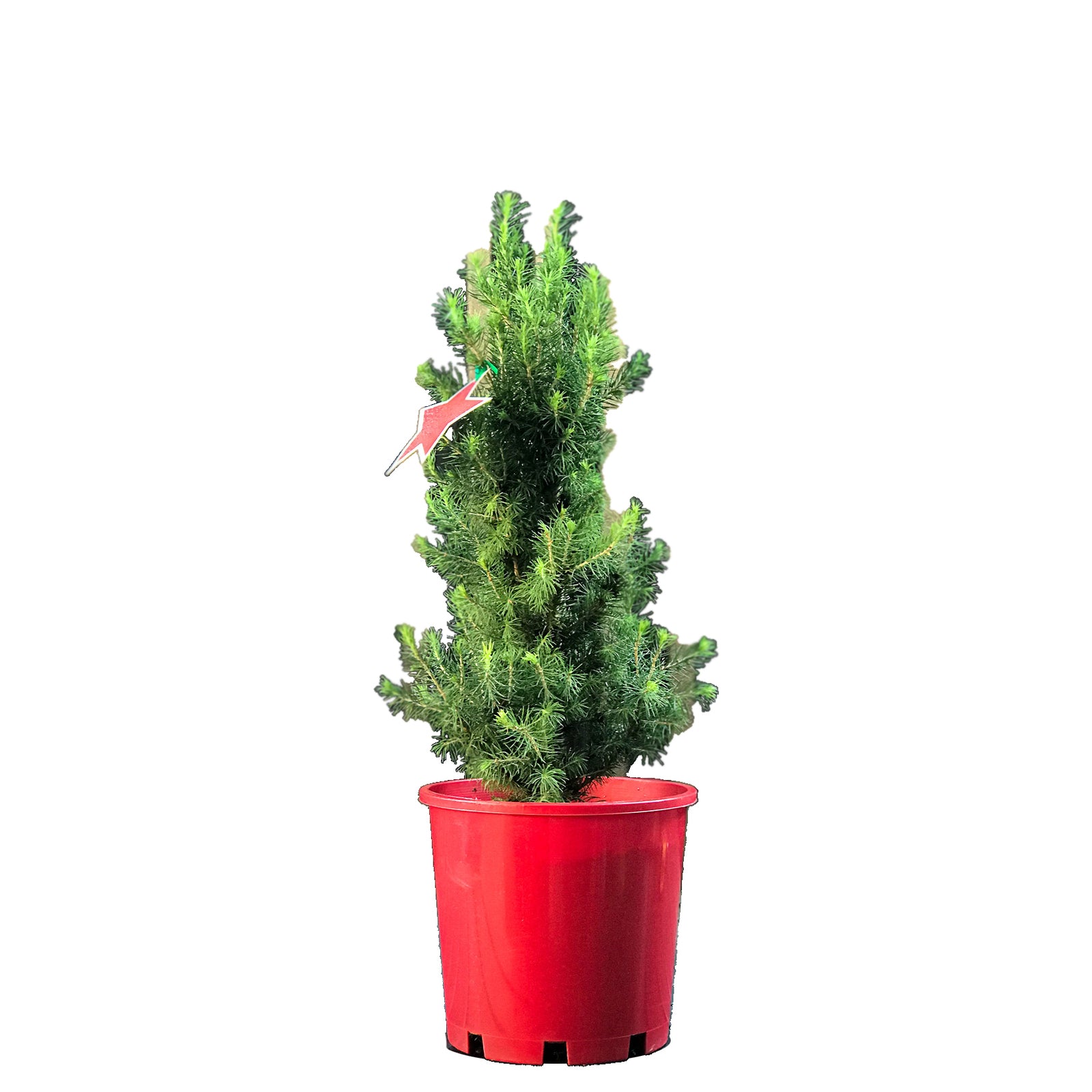 PICEA GLAUCA CHRISTMAS STAR