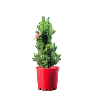 PICEA GLAUCA CHRISTMAS STAR