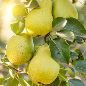 Green pears on a tree branch with leaves