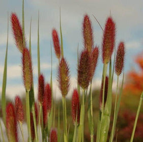Grasses