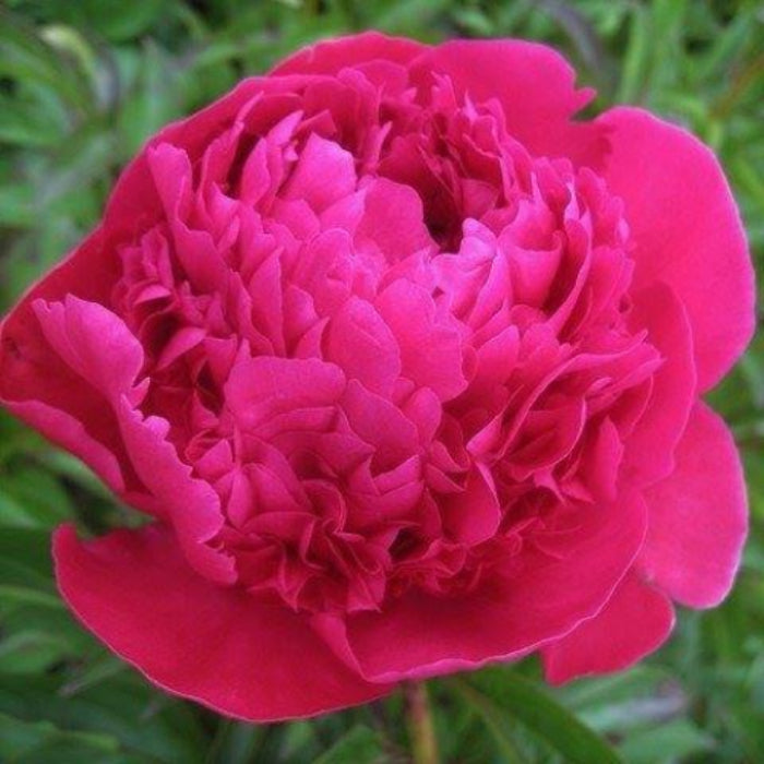 pink flower on green background