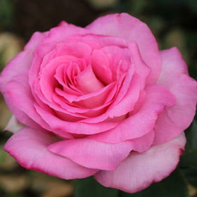 PINK ROSE