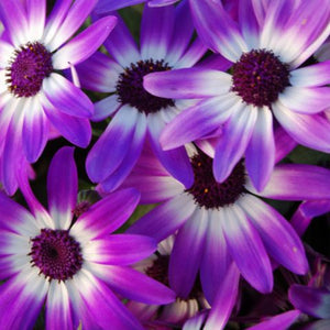 Close-up of purple and white flowers with dark centers.