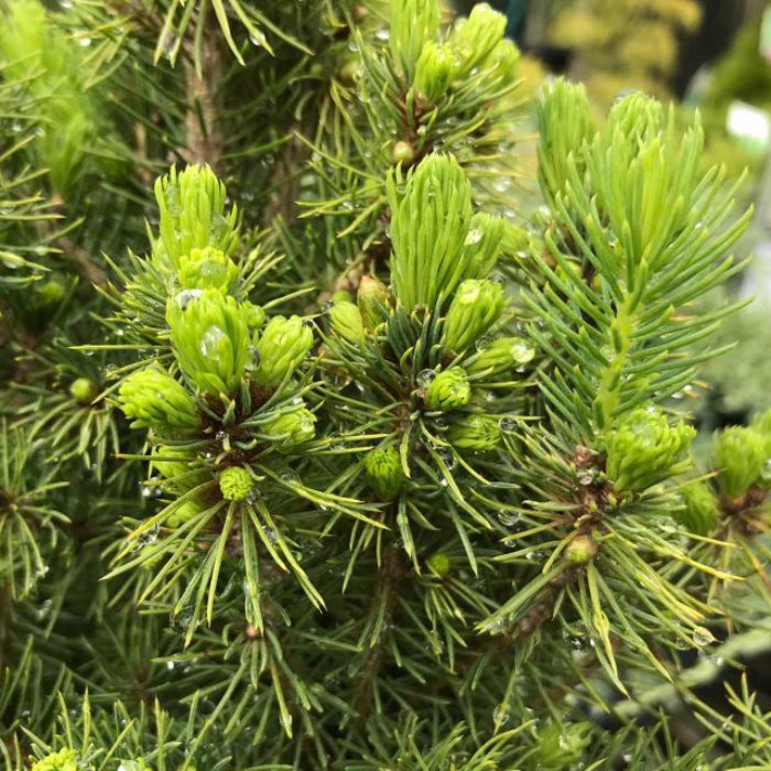 Close-up of a pine tree with green needles and buds.