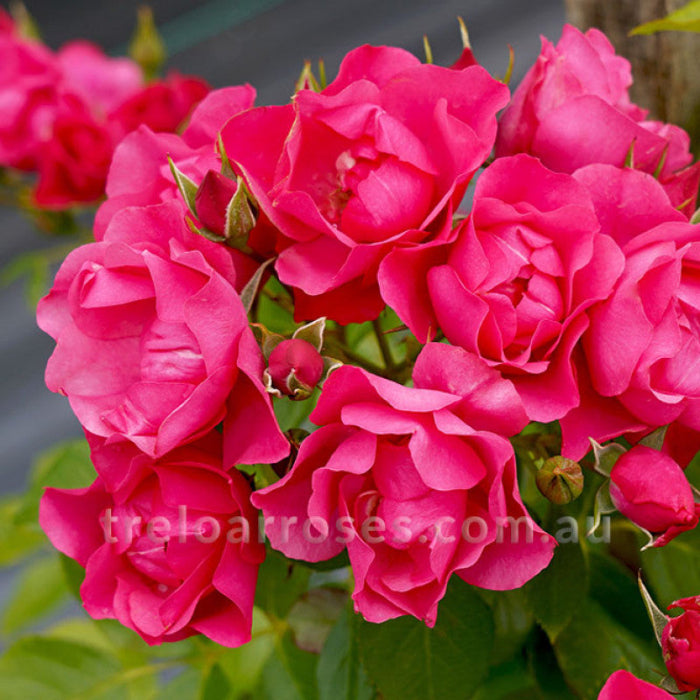 Close-up of bright pink roses with a blurred background
