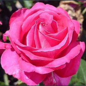 Roses