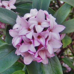 Close-up of pink flowers with green leaves, likely a flowering shrub or plant in bloom.