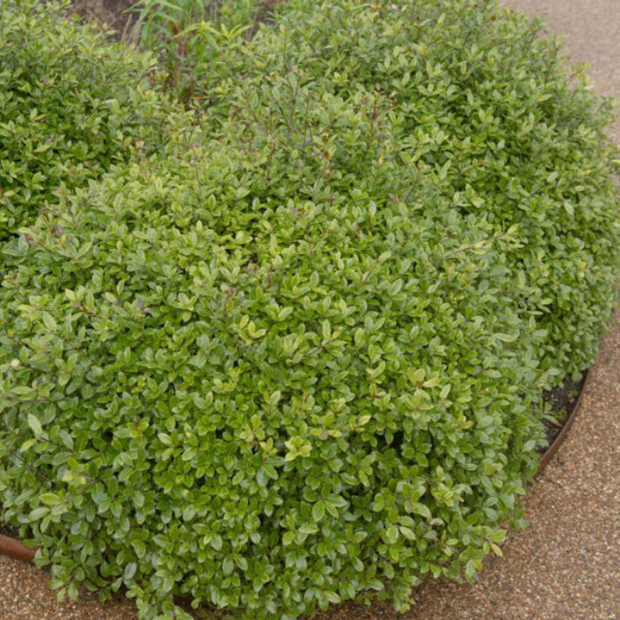 Green bush on a concrete surface