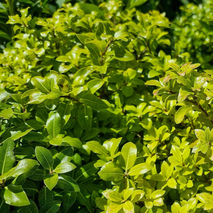 Close-up of a green bush with leaves