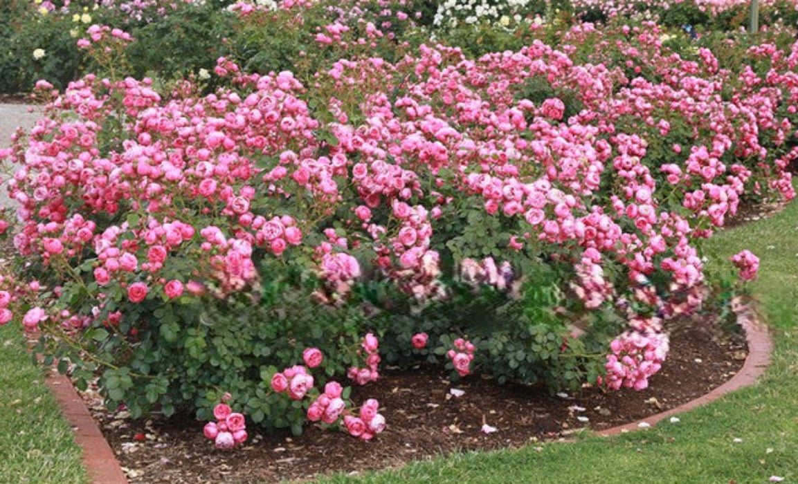 Bouquet of pink roses in a garden setting with green grass and trees in the background.