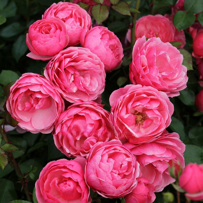 Close-up of pink roses with green leaves