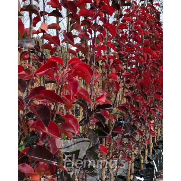PYRUS JAVELIN 300MM