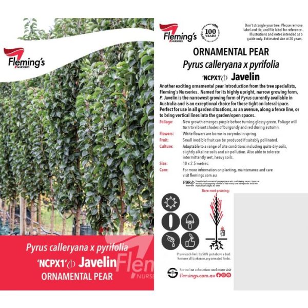 Ornamental Trees