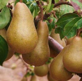 Ripe pears hanging from a tree with green leaves.