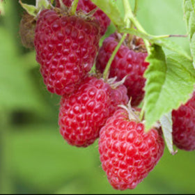 raspberries with leaves on green background