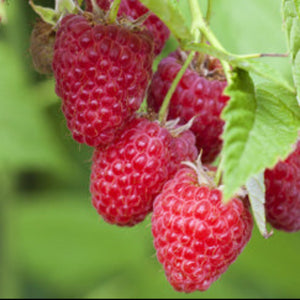raspberries with leaves on green background