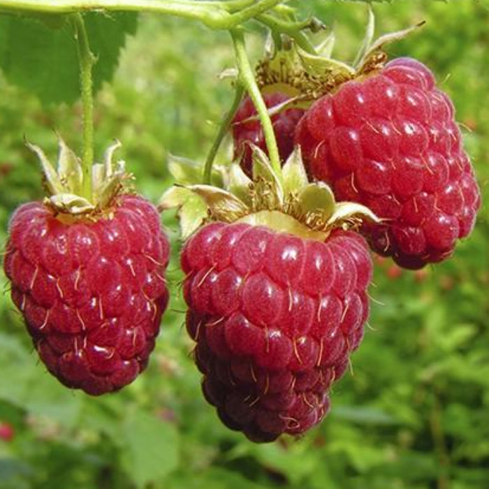 raspberru on bush