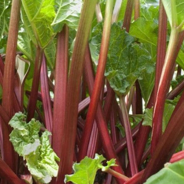 Close-up of red swiss chard with green leaves