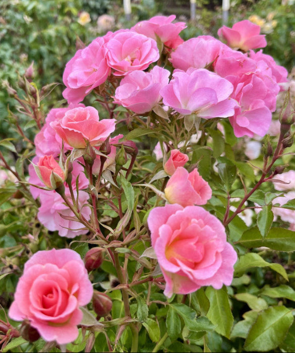 Bouquet of pink roses with green leaves