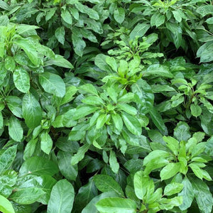 Close-up of green leafy plants
