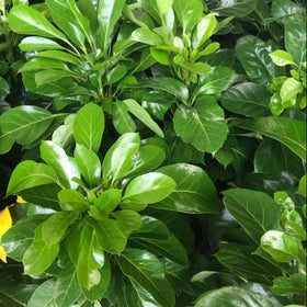 schefflera alpine leaves