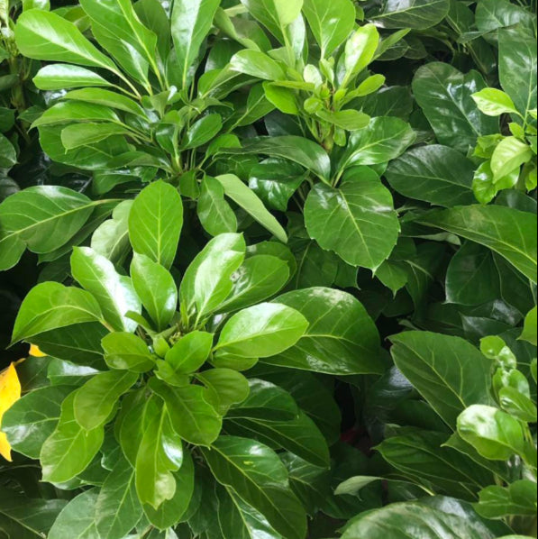 schefflera alpine leaves