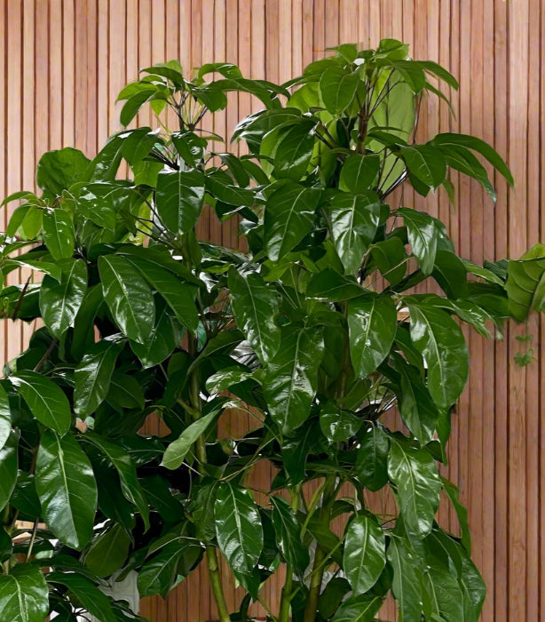 potted plants in a room with wooden wall