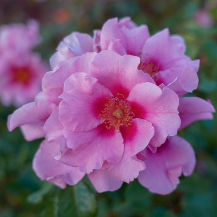 Roses