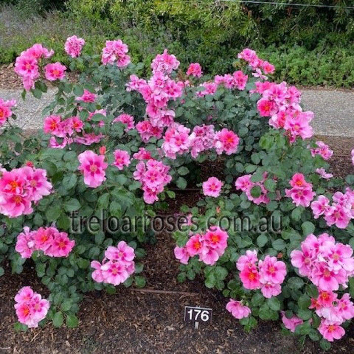 SEE YOU IN PINK - Bare Rooted